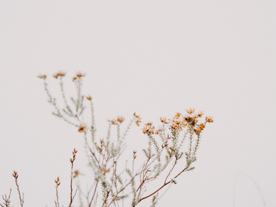 Anne-Laure Charton
